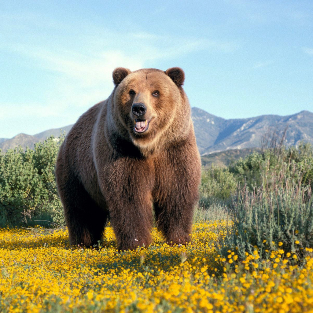 Grizzly Bear screenshot #1 1024x1024