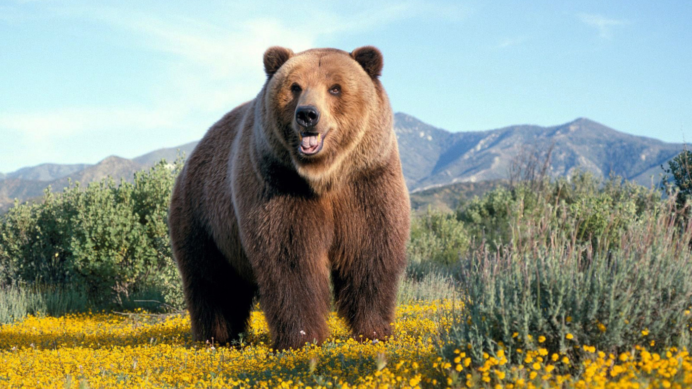 Sfondi Grizzly Bear 1366x768