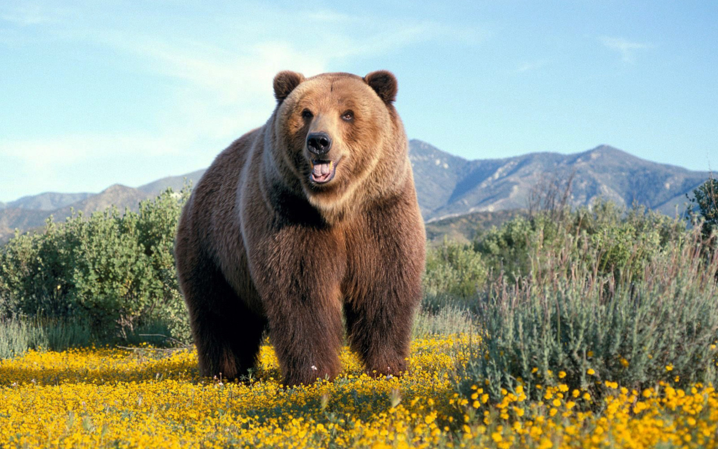 Screenshot №1 pro téma Grizzly Bear 1440x900