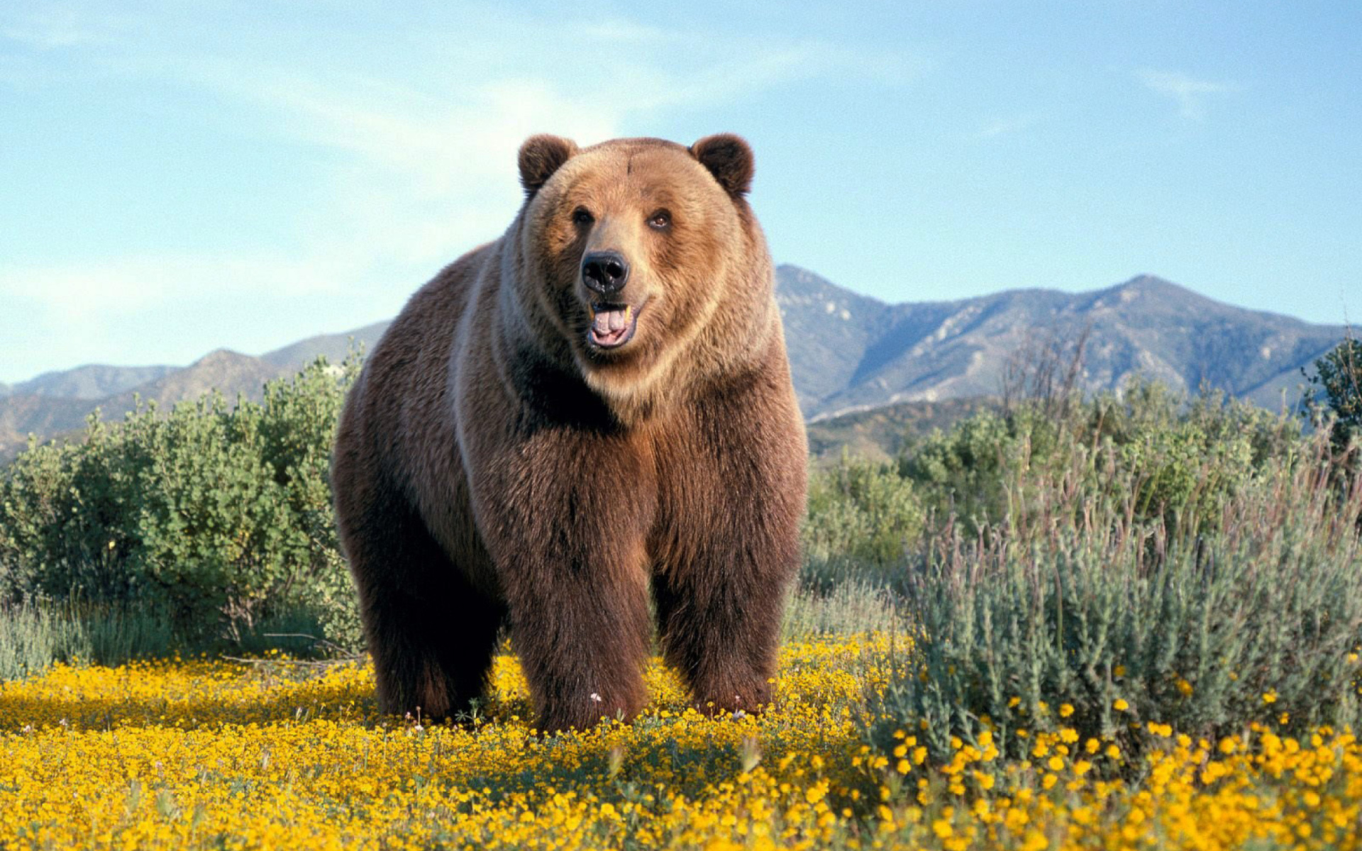 Screenshot №1 pro téma Grizzly Bear 1920x1200