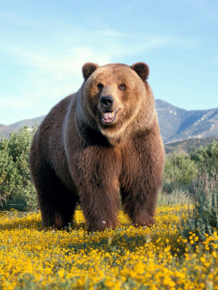 Grizzly Bear wallpaper 240x320
