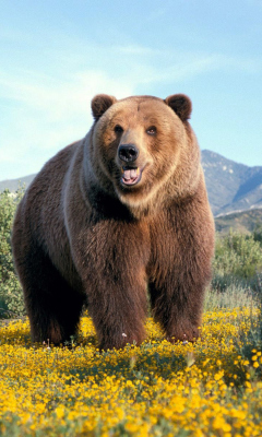 Grizzly Bear wallpaper 240x400