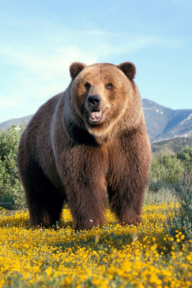 Grizzly Bear wallpaper 640x960