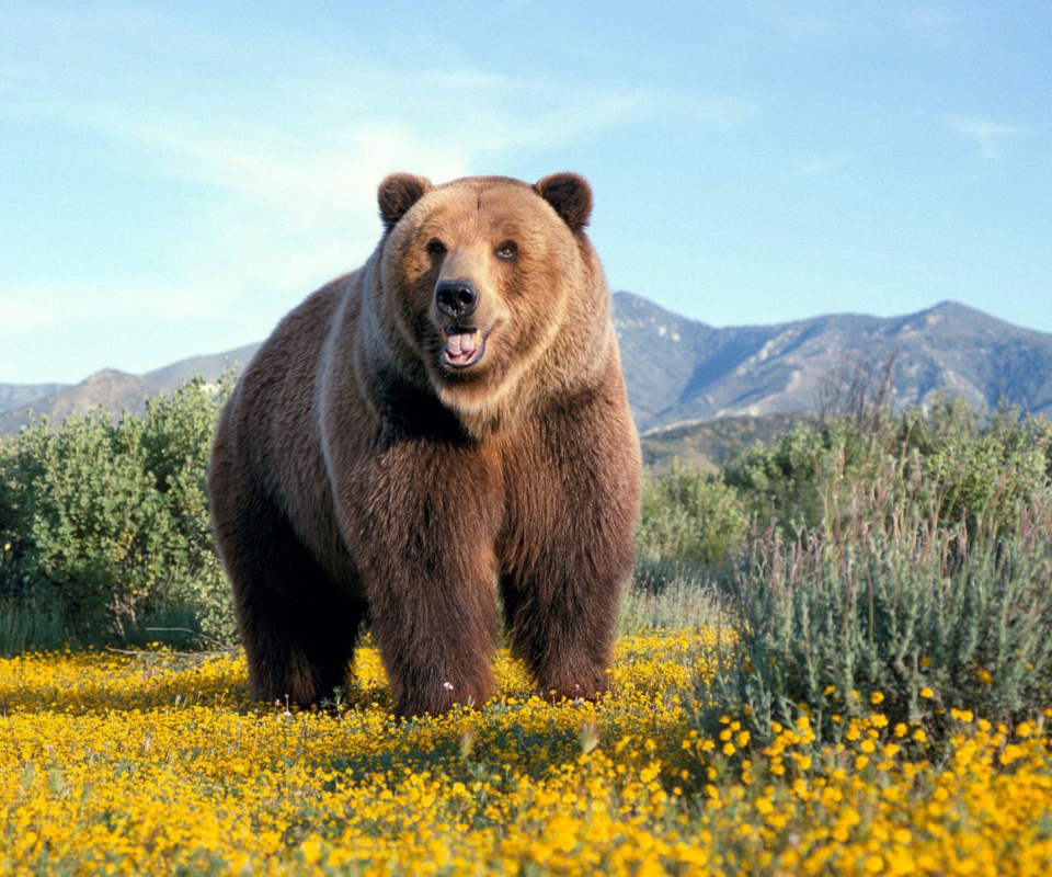 Grizzly Bear wallpaper 960x800