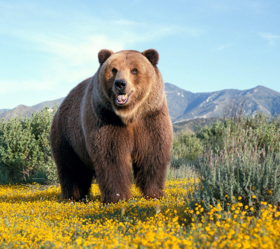 Обои Grizzly Bear 960x854