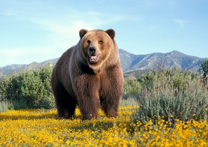 Das Grizzly Bear Wallpaper