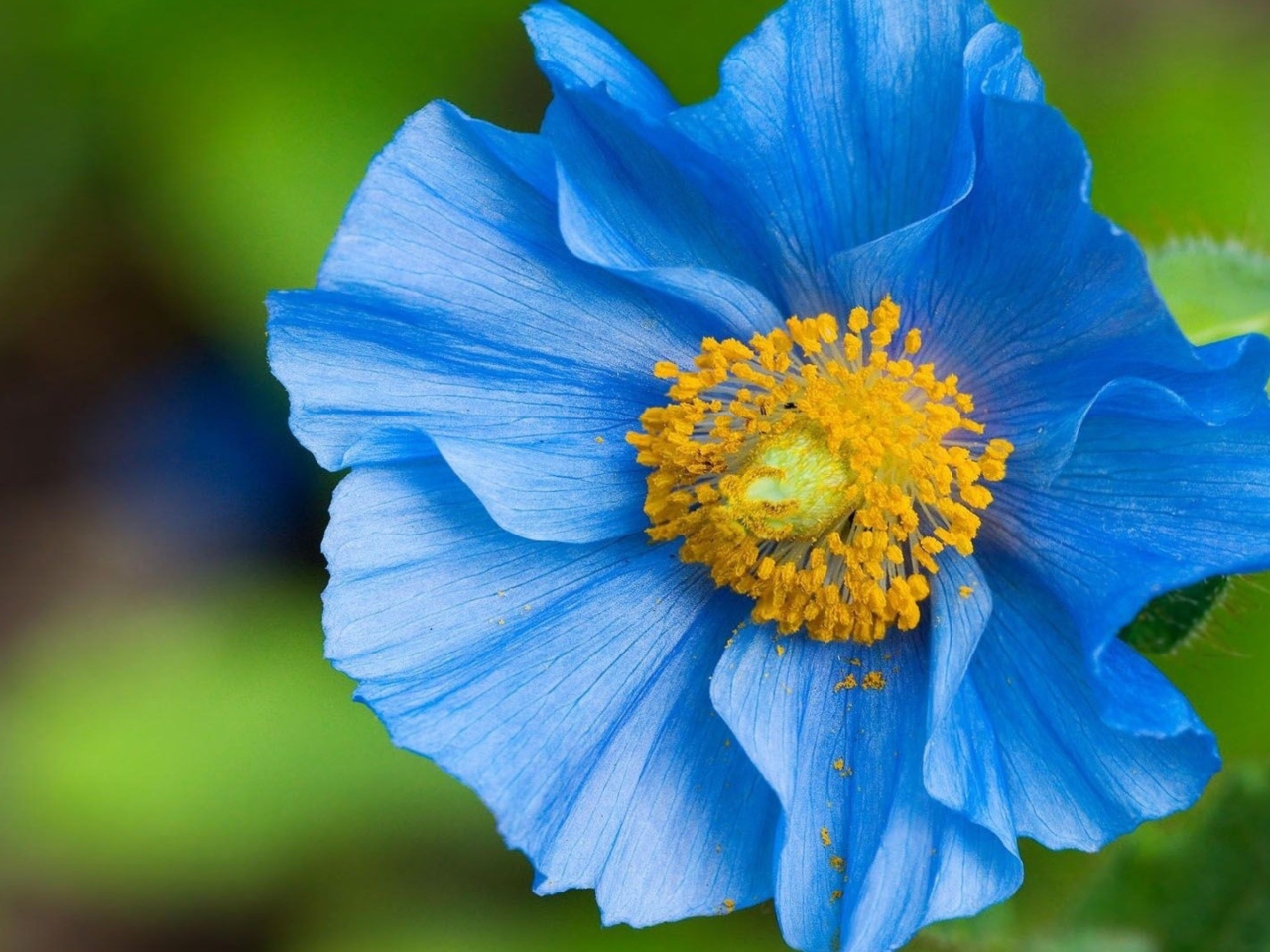 Обои Blue Flower 1280x960