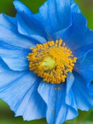 Screenshot №1 pro téma Blue Flower 132x176