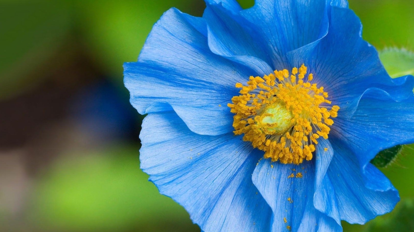 Screenshot №1 pro téma Blue Flower 1366x768