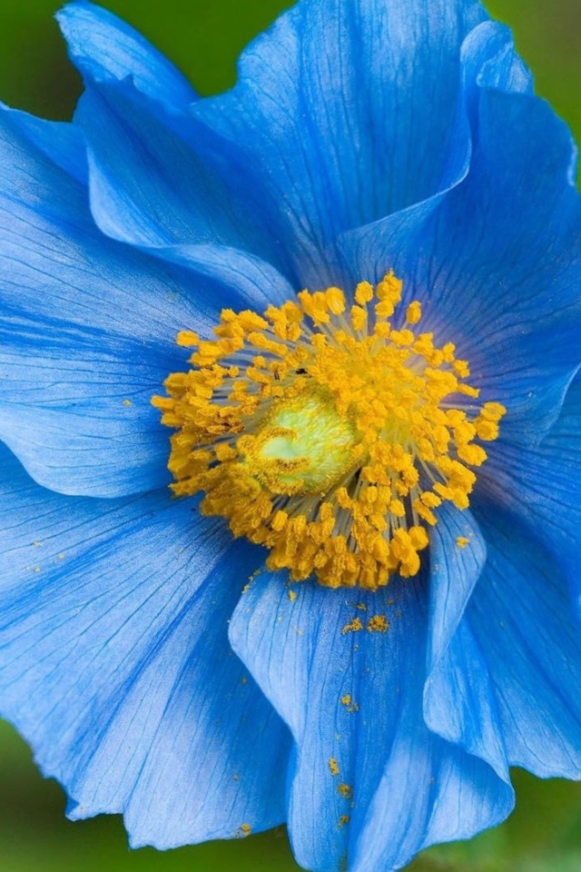Das Blue Flower Wallpaper 640x960