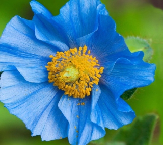 Blue Flower Wallpaper for iPad