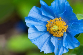 Blue Flower - Obrázkek zdarma pro Desktop Netbook 1366x768 HD