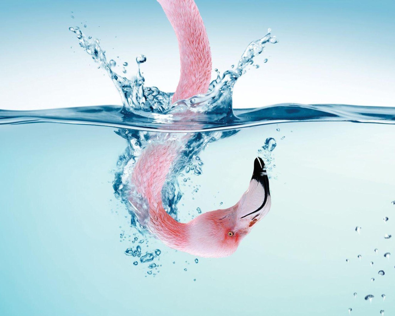 Screenshot №1 pro téma Flamingo Underwater 1280x1024