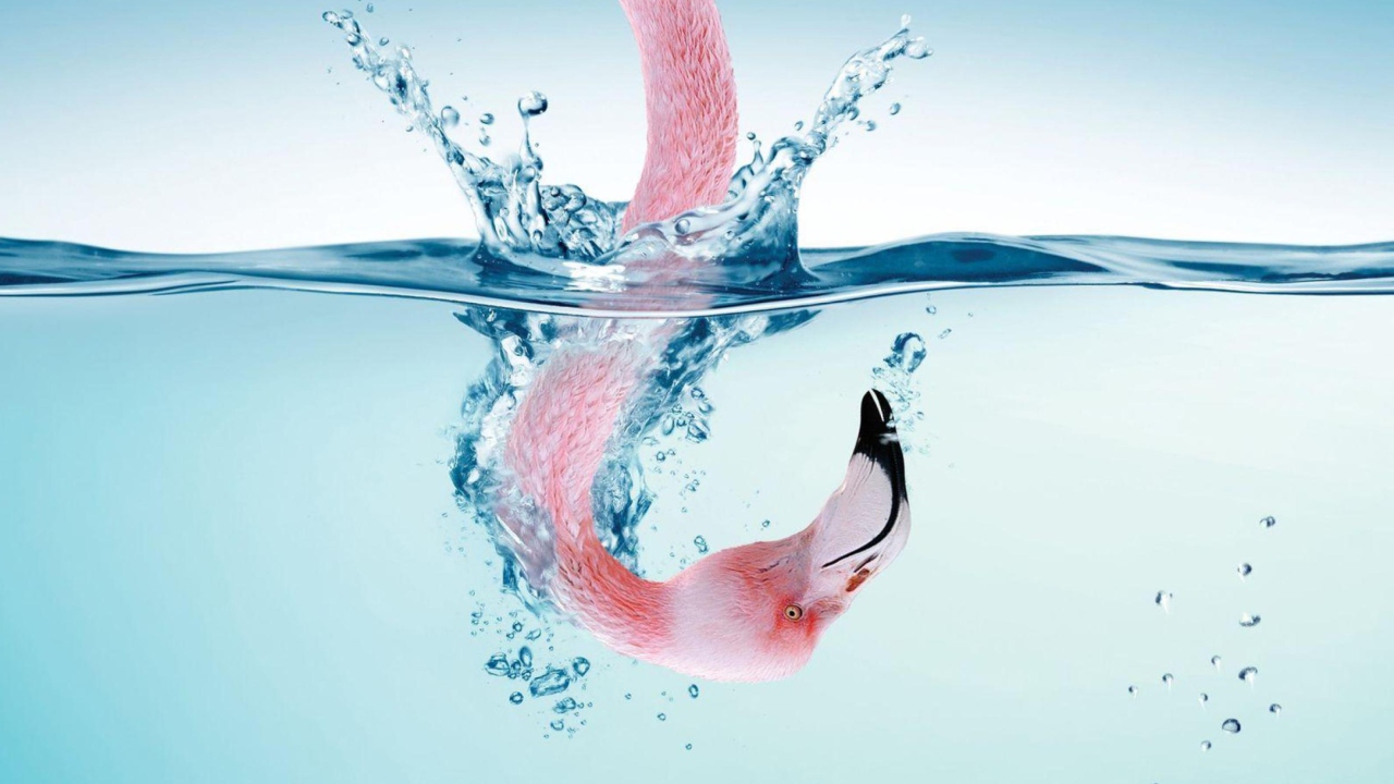 Flamingo Underwater screenshot #1 1280x720