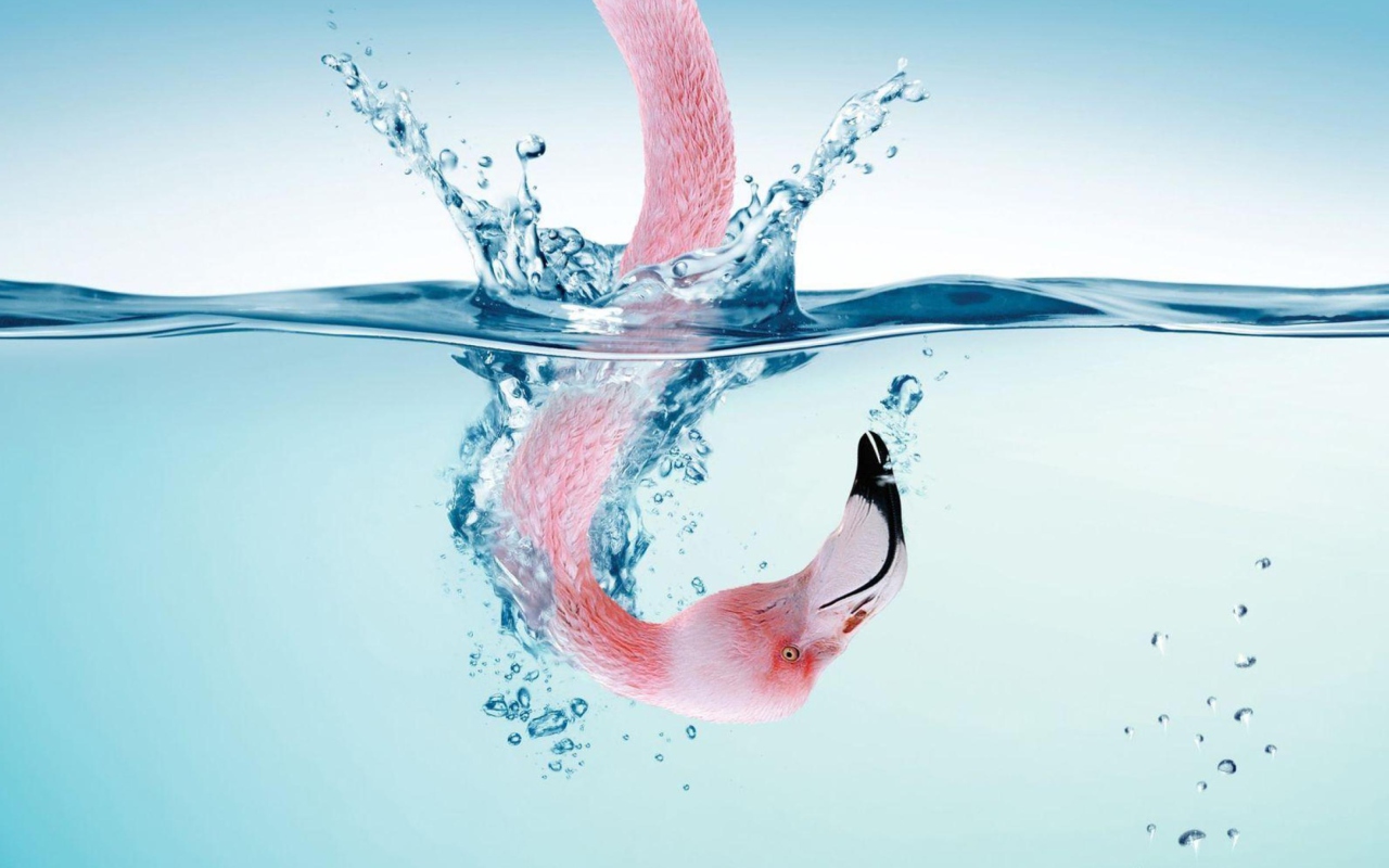 Das Flamingo Underwater Wallpaper 1280x800