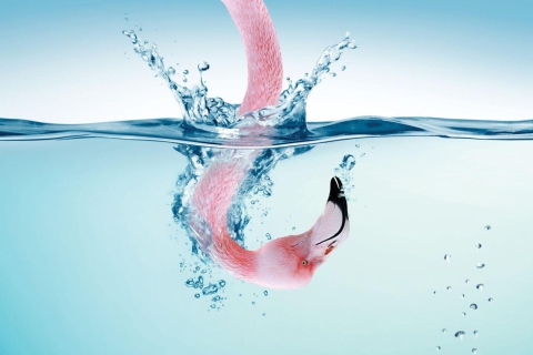 Fondo de pantalla Flamingo Underwater 480x320