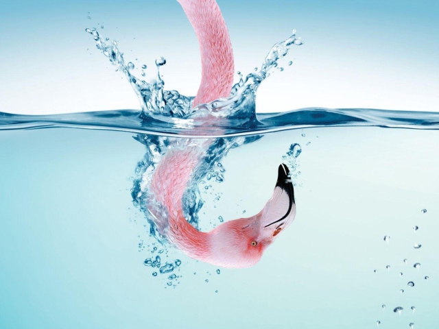 Sfondi Flamingo Underwater 640x480