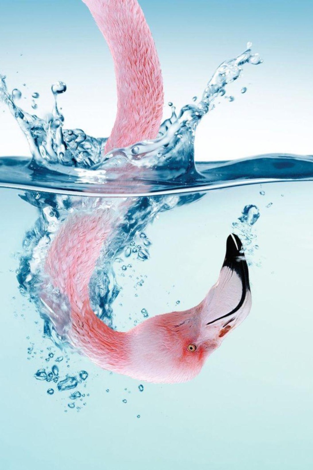 Sfondi Flamingo Underwater 640x960