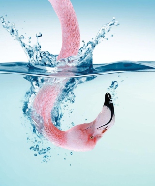 Flamingo Underwater - Obrázkek zdarma pro Nokia Asha 305