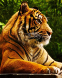 Das Royal Bengal Tiger Wallpaper 128x160