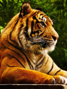 Das Royal Bengal Tiger Wallpaper 132x176