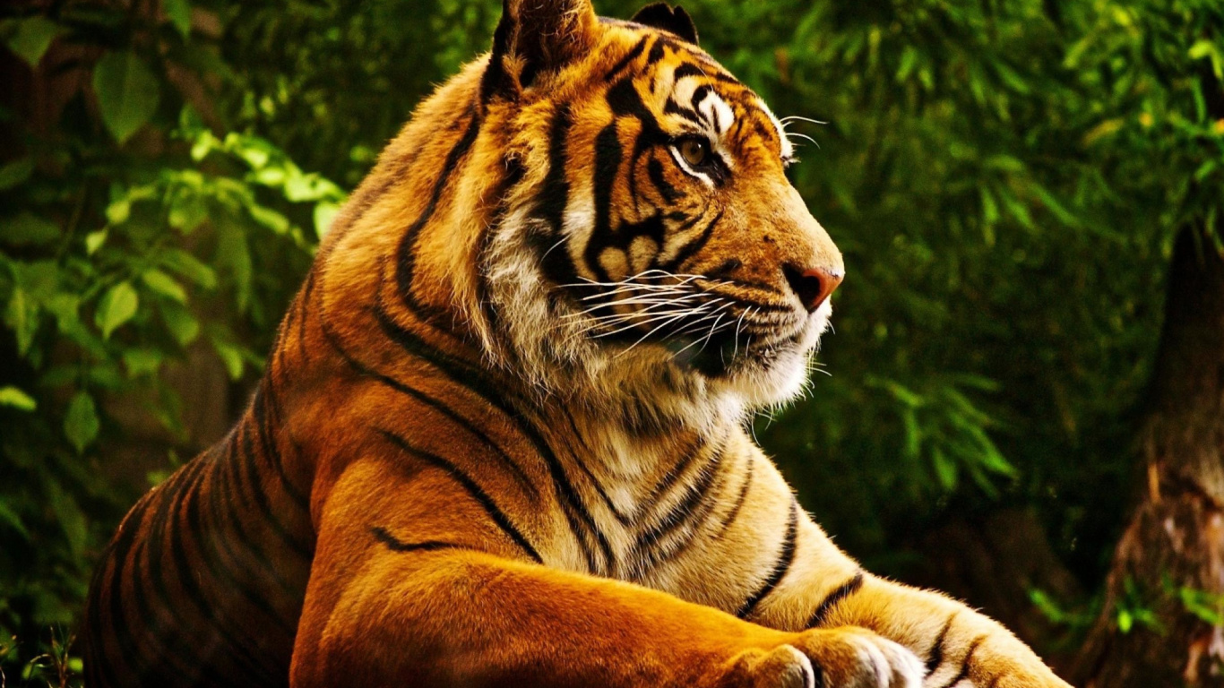 Sfondi Royal Bengal Tiger 1366x768
