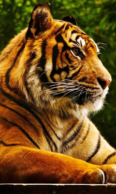 Das Royal Bengal Tiger Wallpaper 240x400