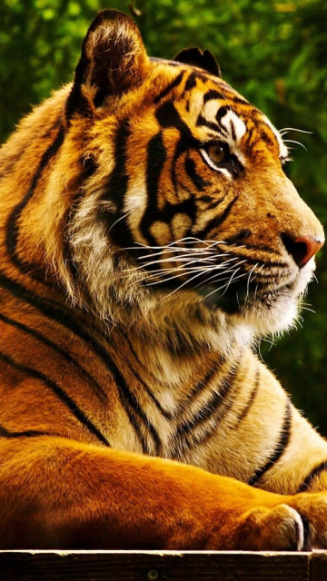 Fondo de pantalla Royal Bengal Tiger 360x640