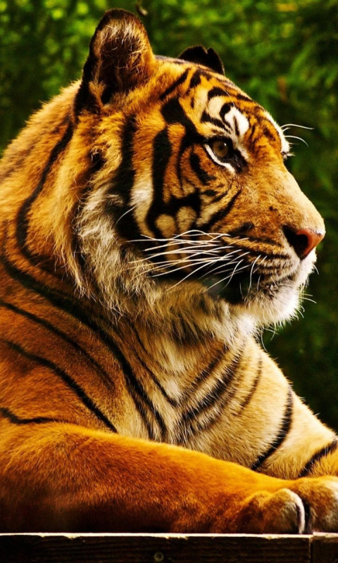 Royal Bengal Tiger wallpaper 480x800