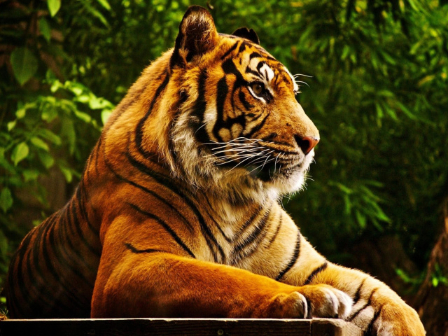 Обои Royal Bengal Tiger 640x480