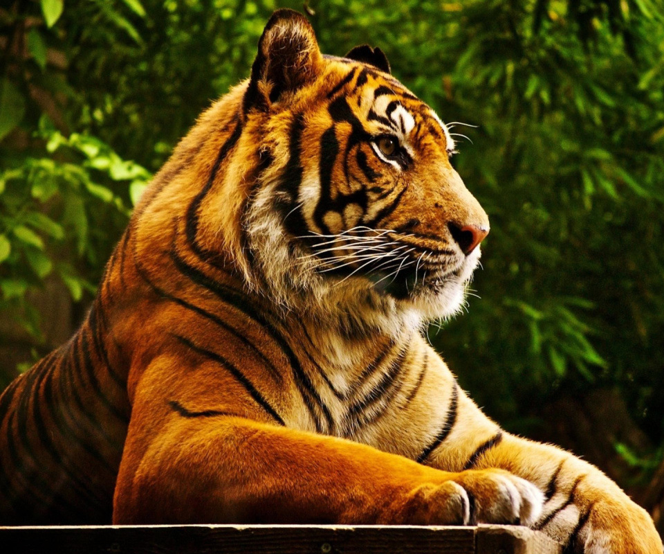 Обои Royal Bengal Tiger 960x800