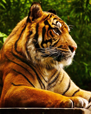 Royal Bengal Tiger sfondi gratuiti per 640x1136