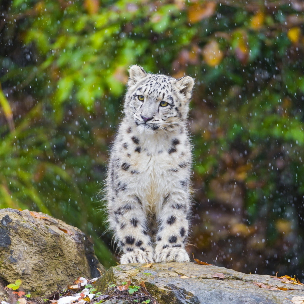 Обои Snow Leopard in Zoo 1024x1024
