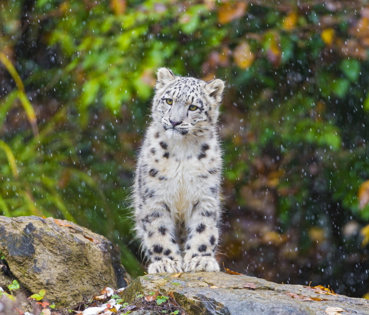 Обои Snow Leopard in Zoo 1200x1024