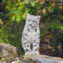 Snow Leopard in Zoo screenshot #1 128x128