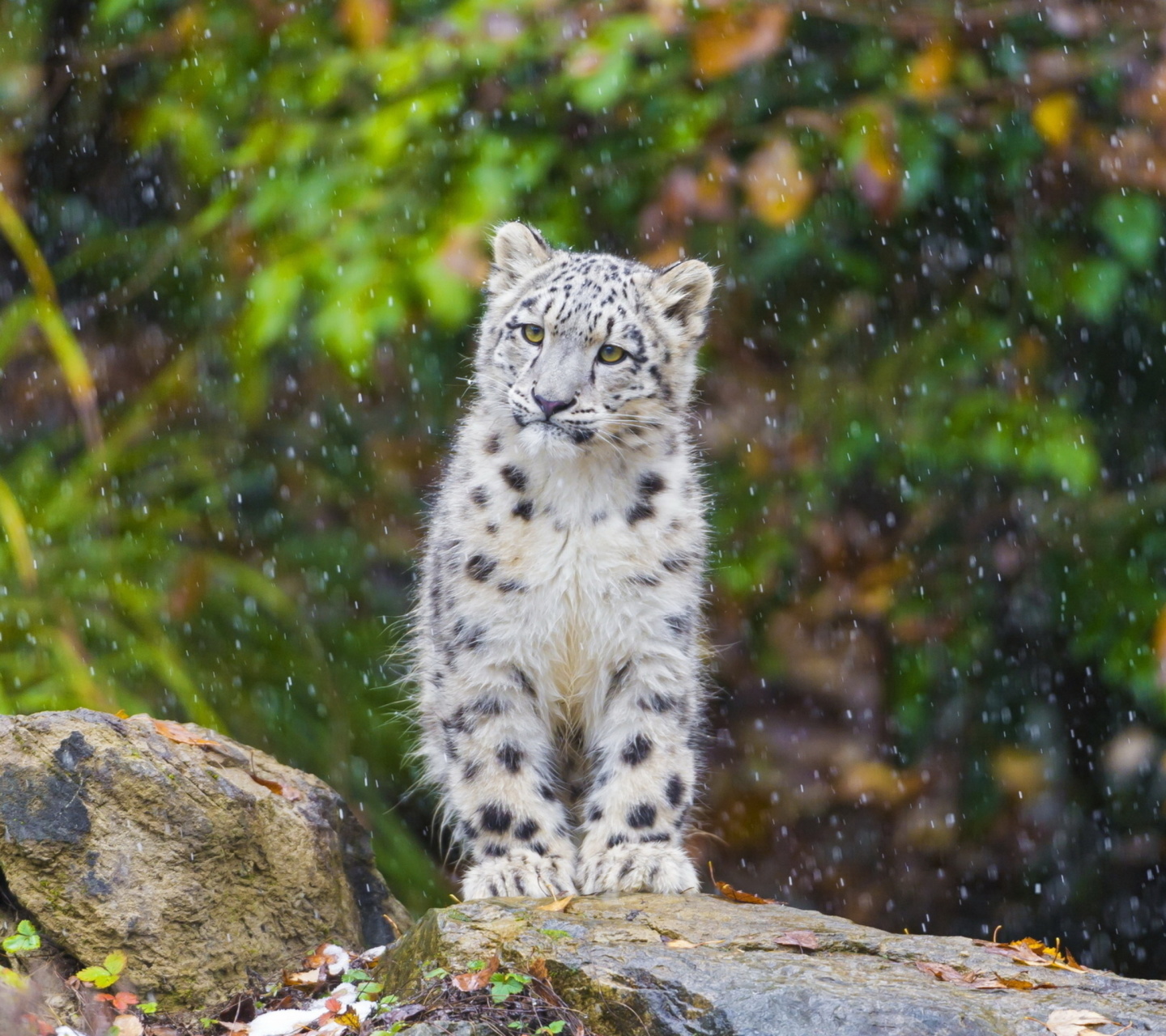 Обои Snow Leopard in Zoo 1440x1280