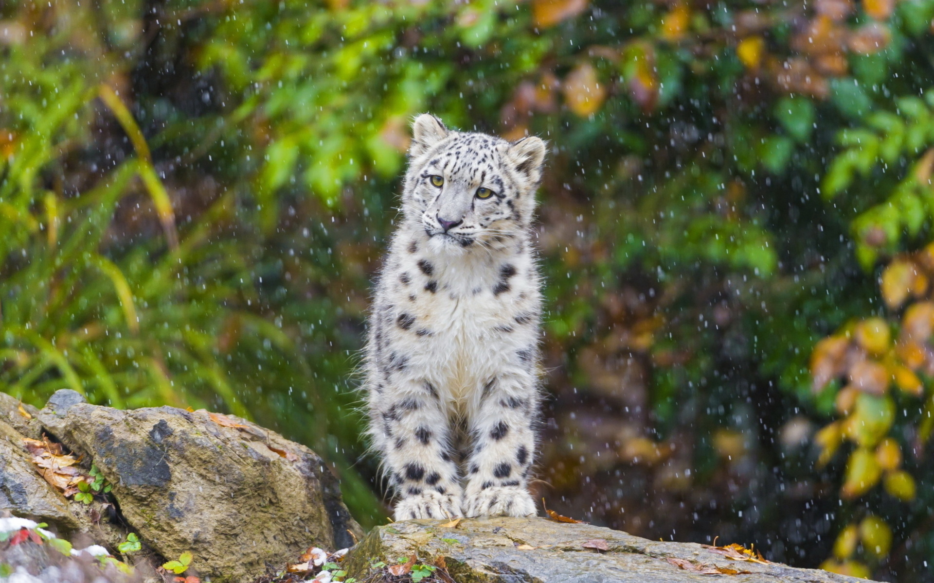 Обои Snow Leopard in Zoo 1920x1200