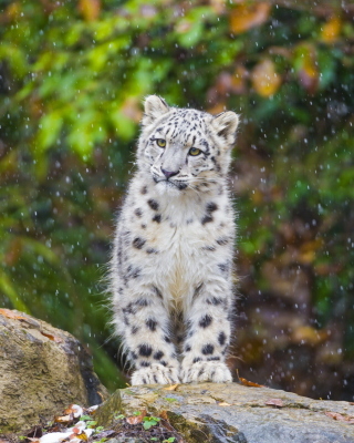 Snow Leopard in Zoo - Fondos de pantalla gratis para Nokia Asha 311