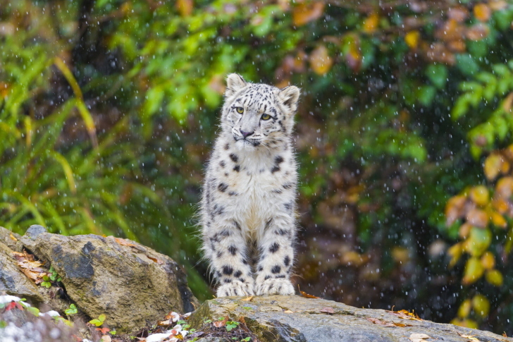 Snow Leopard in Zoo wallpaper