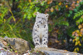 Snow Leopard in Zoo - Obrázkek zdarma pro Fullscreen Desktop 800x600