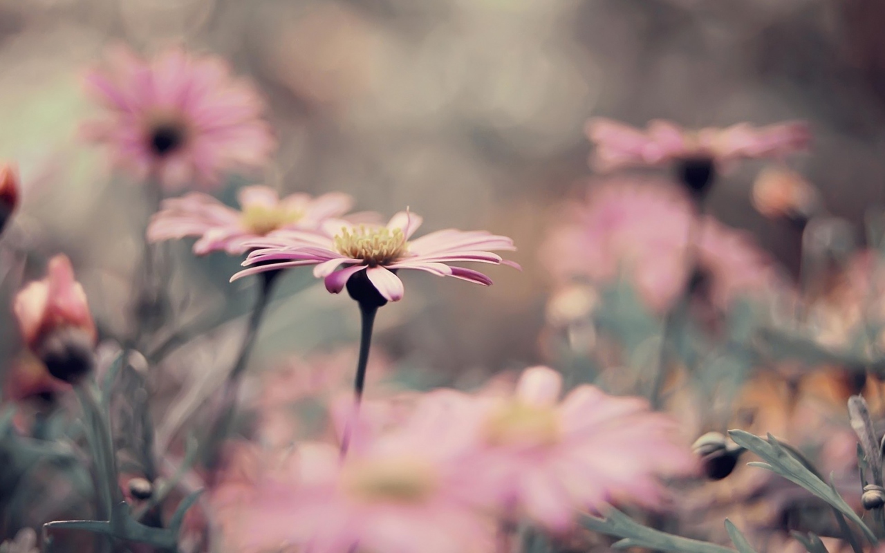 Pink Flowers screenshot #1 1280x800