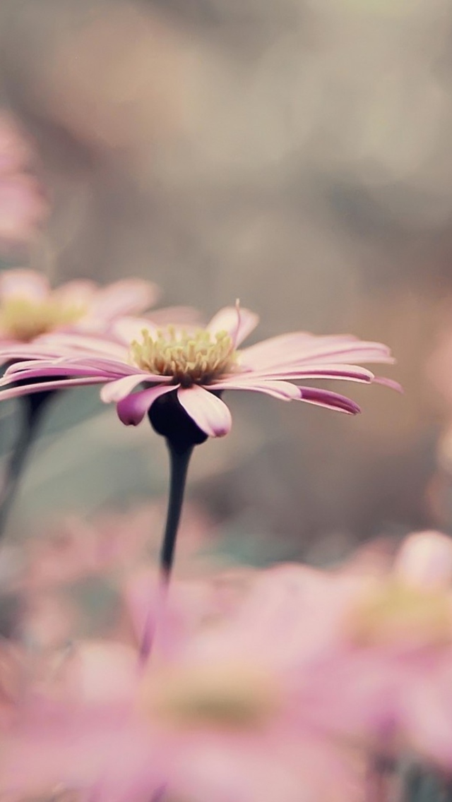Pink Flowers screenshot #1 640x1136
