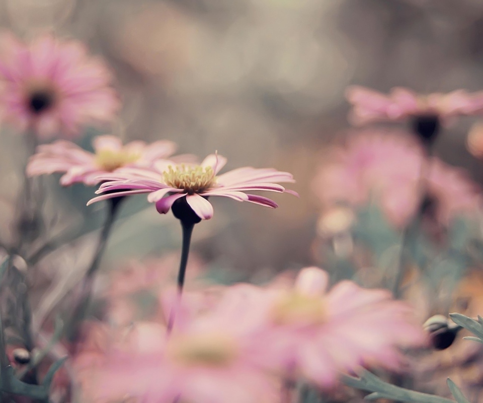 Pink Flowers screenshot #1 960x800