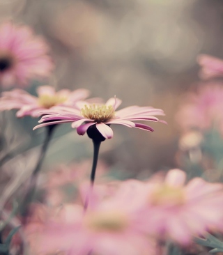 Pink Flowers - Fondos de pantalla gratis para Huawei G7300