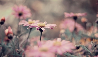 Pink Flowers - Fondos de pantalla gratis 