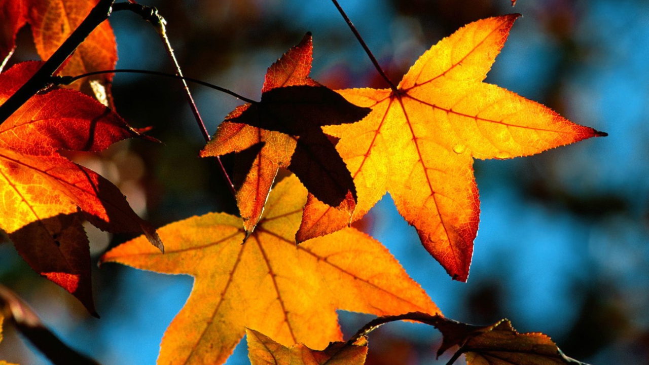 Screenshot №1 pro téma Colorful Leaves 1280x720