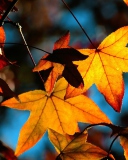 Screenshot №1 pro téma Colorful Leaves 128x160
