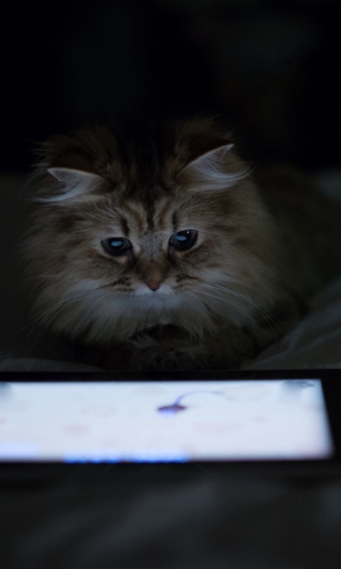 Kittie With Ipad screenshot #1 480x800