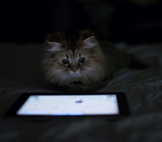 Kittie With Ipad - Obrázkek zdarma pro iPad 2