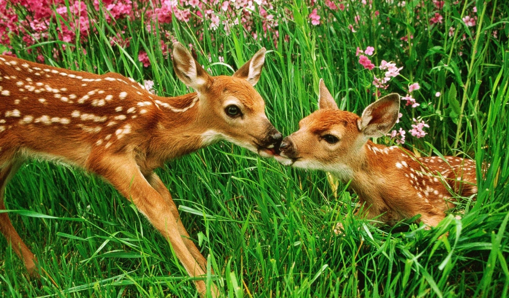 Screenshot №1 pro téma Two Deer Kissing In Grass 1024x600